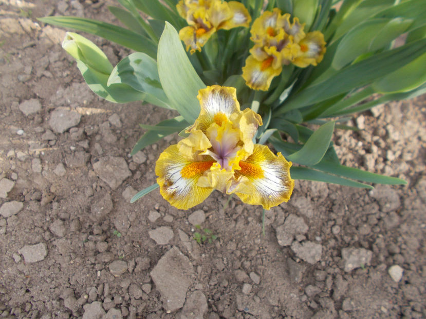 catnip - IRISI PITICI-2022