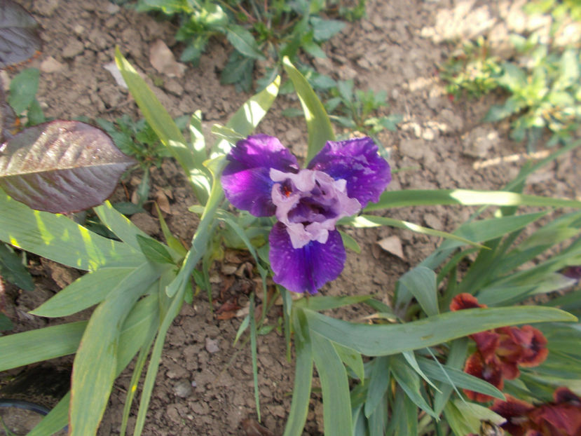 joking - IRISI PITICI-2022