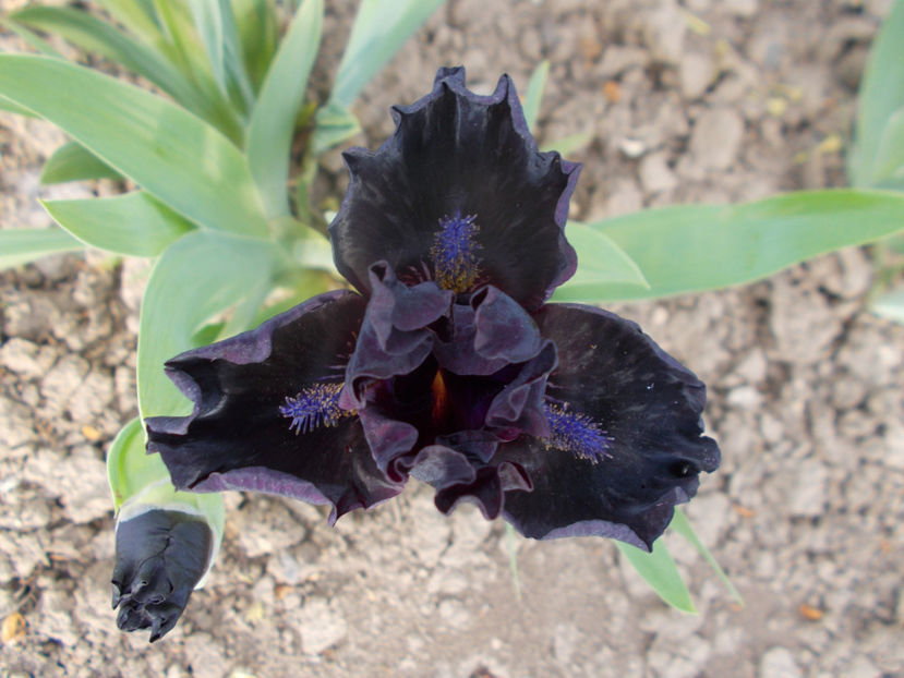 dark matter - IRISI PITICI-2022