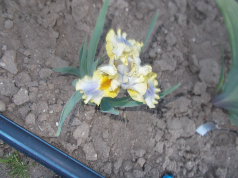 scoundrel - IRISI PITICI-2022