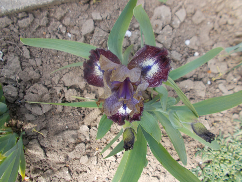 mesa sunrise - IRISI PITICI-2022