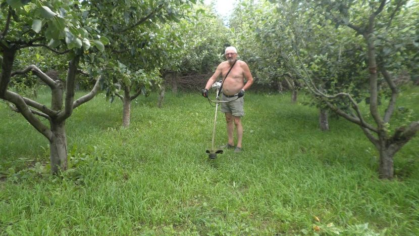 Tuns iarba din livada - LIVADA CU POMI SI GRADINA DE LEGUME