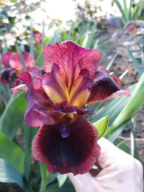 lady in red - Irisi 2022