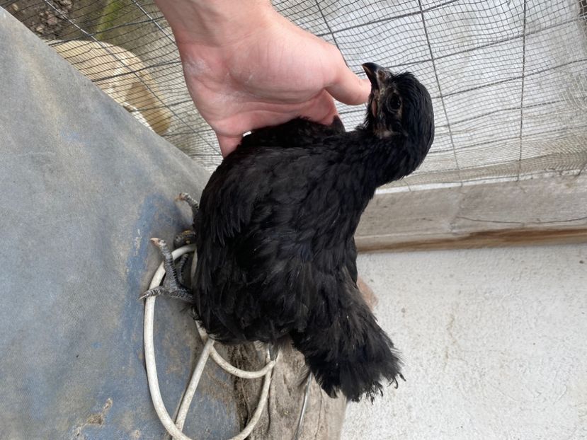 35035667-234B-4BA7-8B8F-B95A4A395838 - Orpington Negru Rosekamp