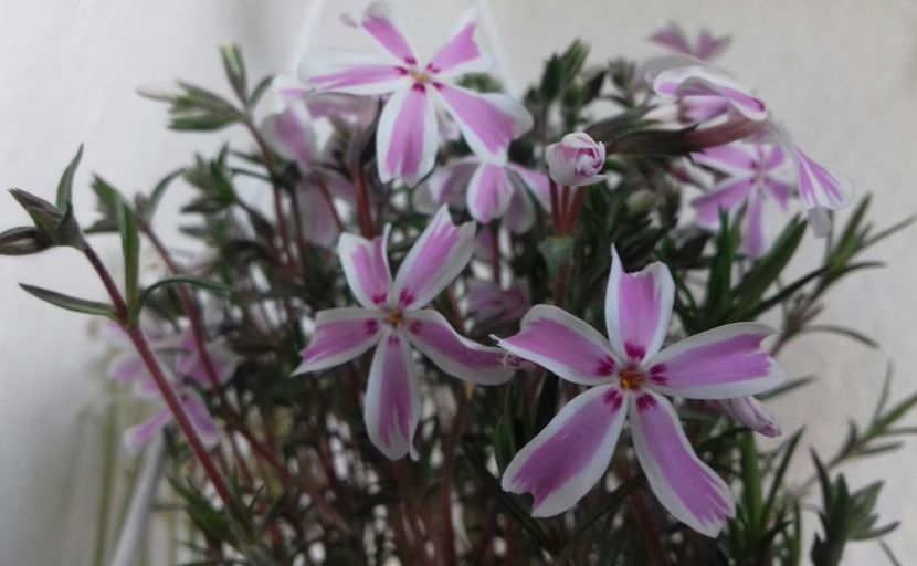 Phlox subulata Candy Stripes - Bucurii pentru mama