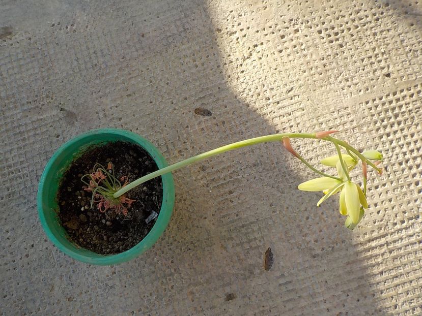 Albuca spiralis - Florile mele
