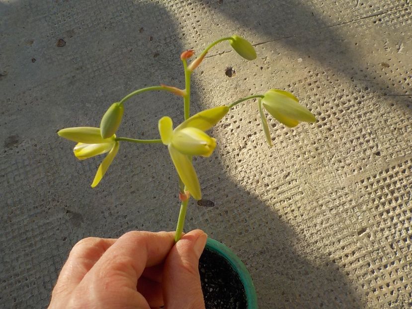  - albuca spiralis