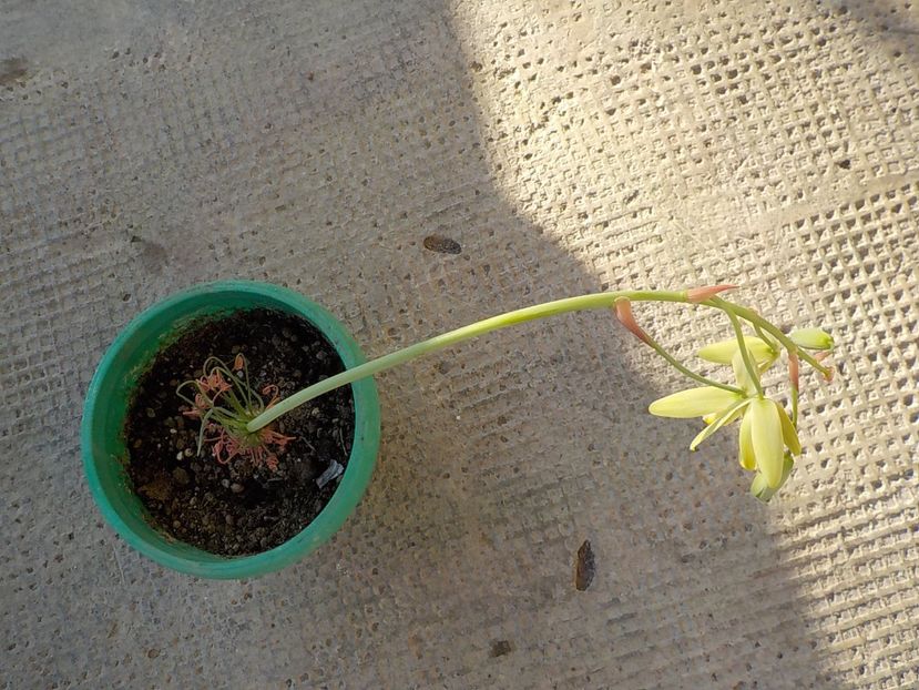  - albuca spiralis