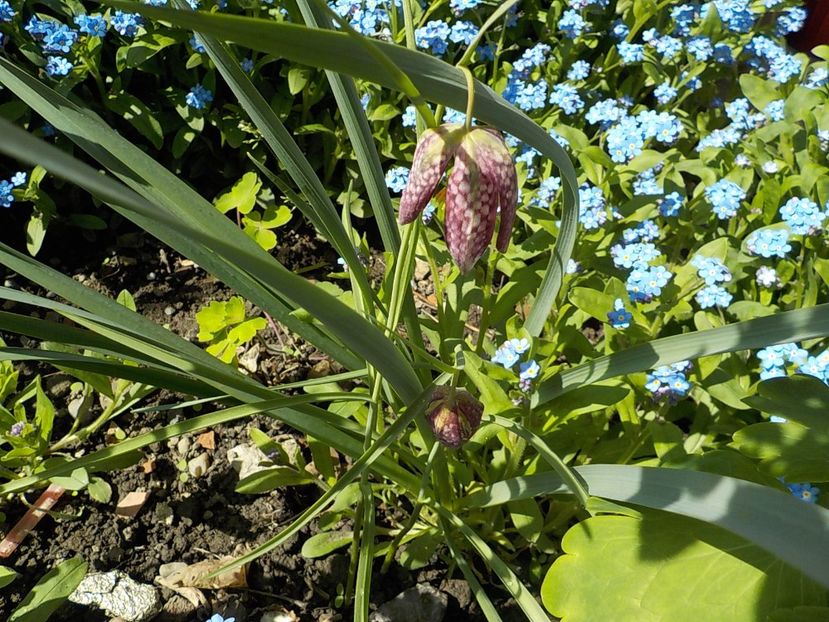  - fritillaria meleagris