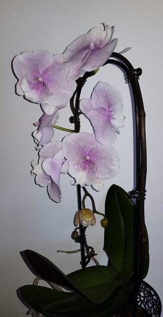  - Phalaenopsis 2