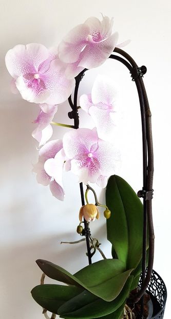 Queen’s Kizz - Phalaenopsis 2