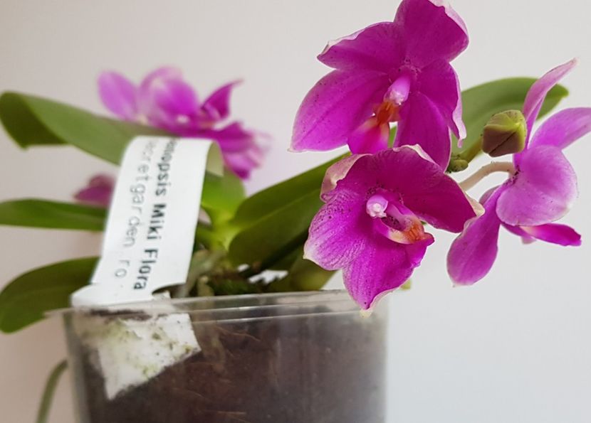  - Phalaenopsis 2