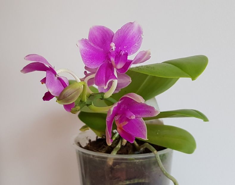  - Phalaenopsis 2