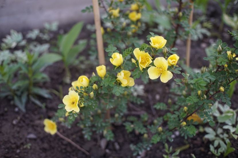  - Rosa xanthina Canary Bird