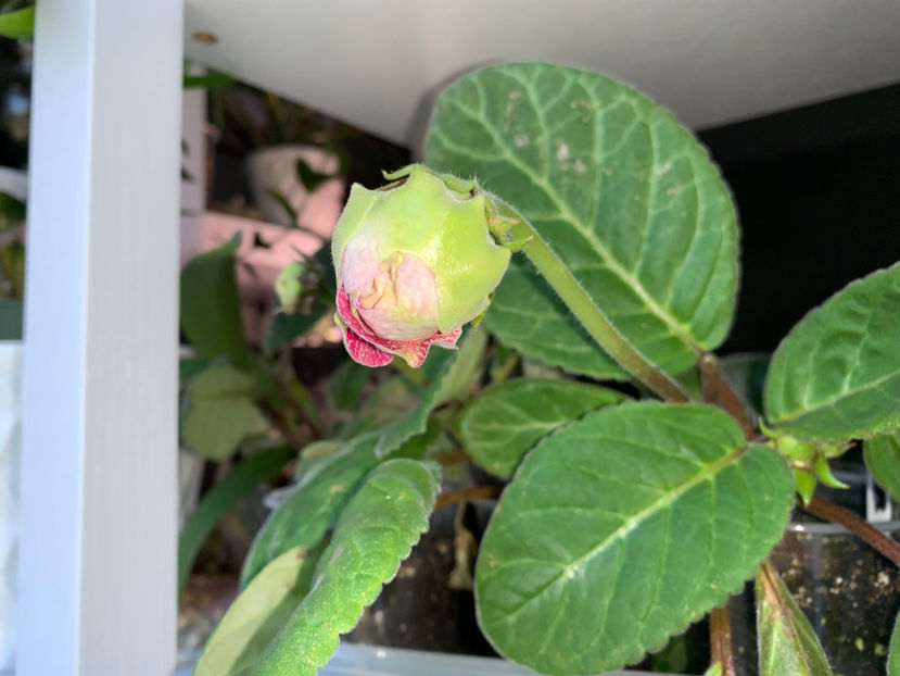  - Plante de interior 2022