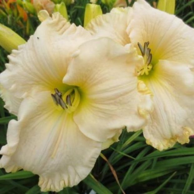 Boitzer Lady Alabaster - da - Hemerocallis Birgau