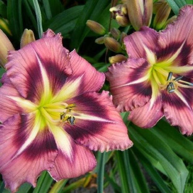 Boitzer Rain of Stars - da - Hemerocallis Birgau