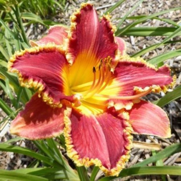 Frances Augustine - da - Hemerocallis Birgau