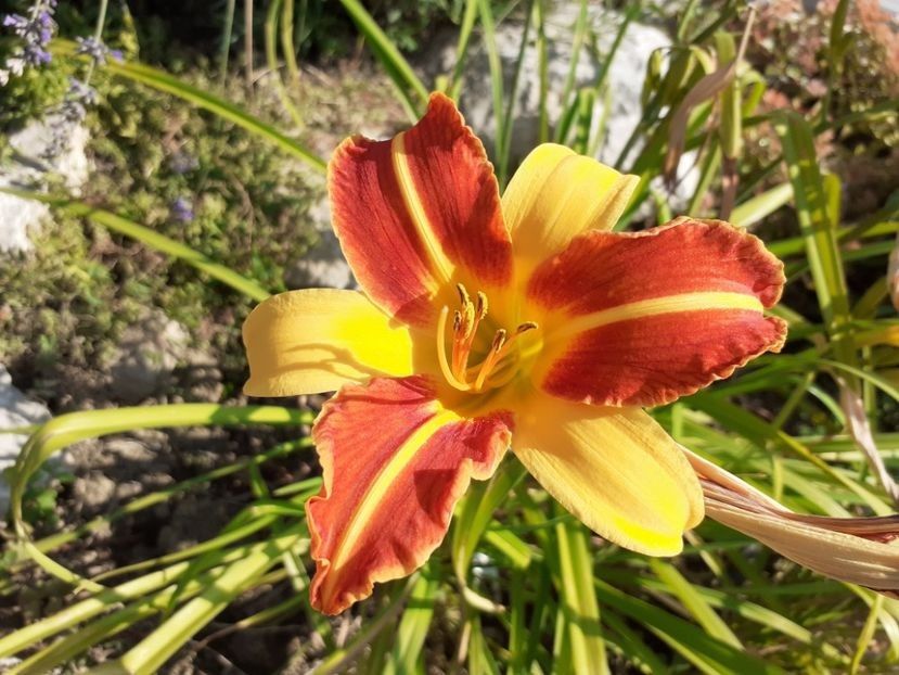 Frans Hals  - da - Hemerocallis Birgau