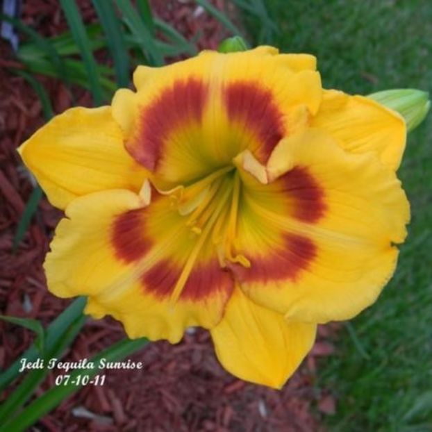 Jedi Tequila Sunrise -da - Hemerocallis Birgau