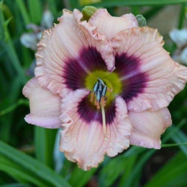 Monday Morning Blues - da - Hemerocallis Birgau