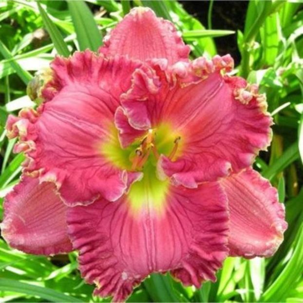 Nicoles American Beauty - da - Hemerocallis Birgau