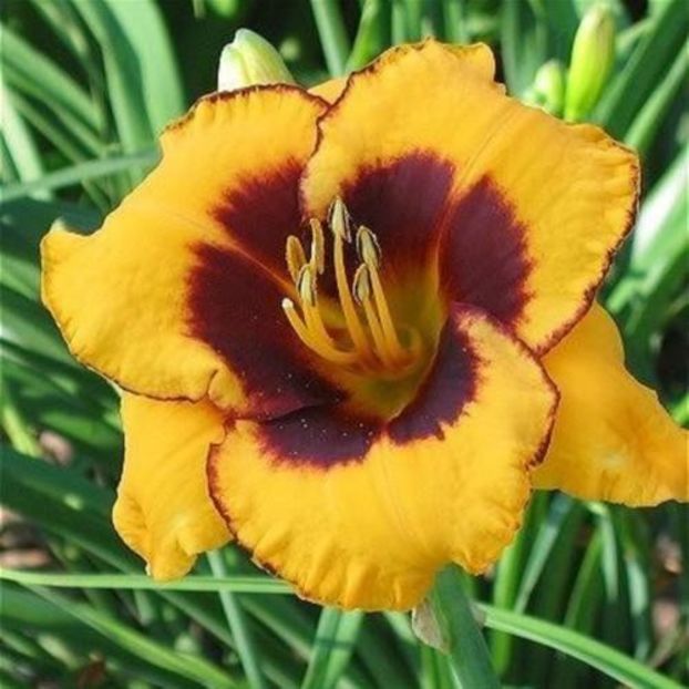 Now And Zen - da - Hemerocallis Birgau