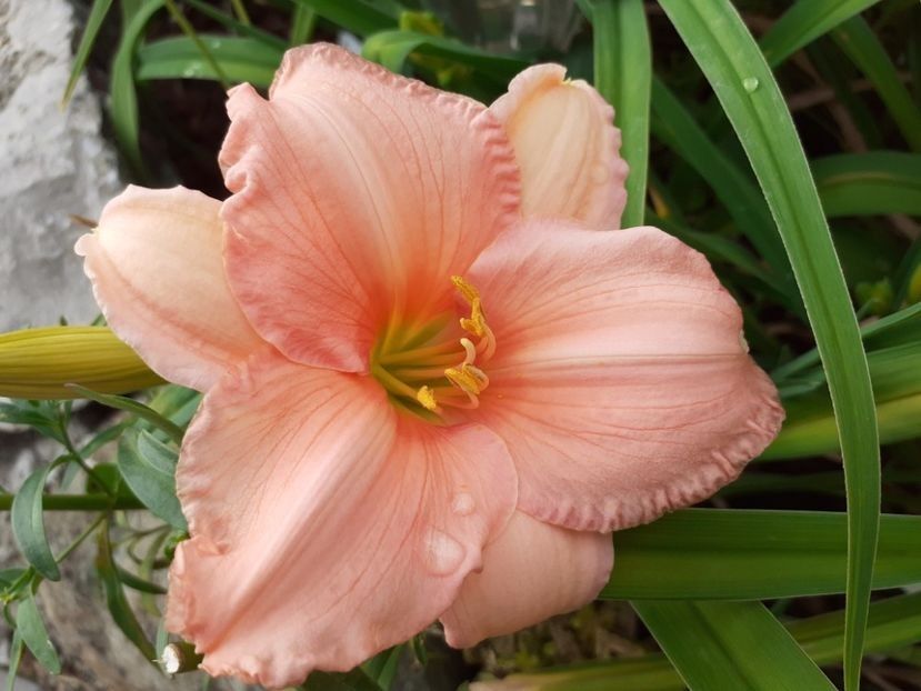 On and On - da - Hemerocallis Birgau