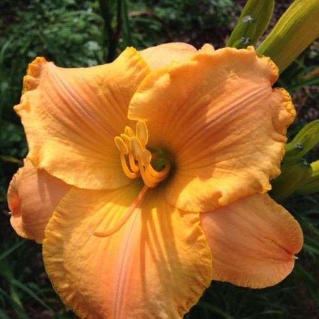 Pumpkin Patch - da - Hemerocallis Birgau