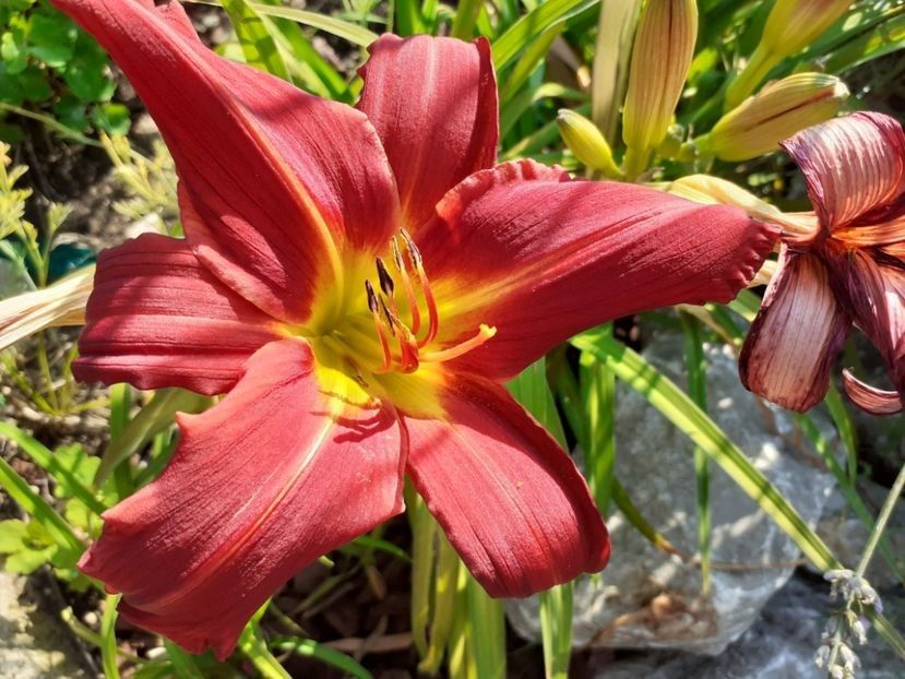 Savory - da - Hemerocallis Birgau