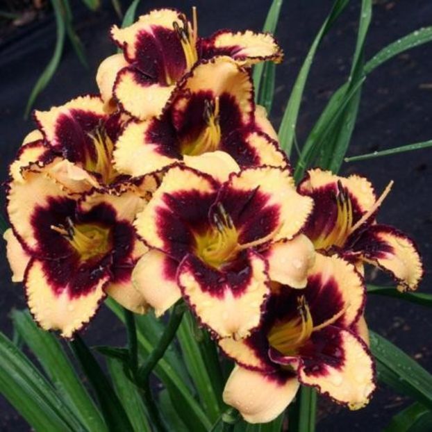 Spacecoast Bold Scheme - da - Hemerocallis Birgau