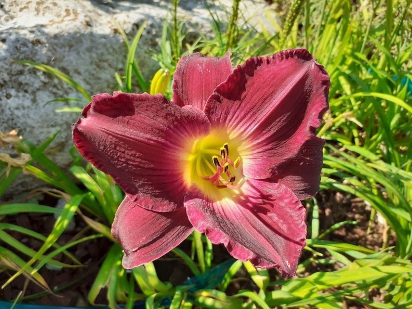 Strutters Ball - da - Hemerocallis Birgau