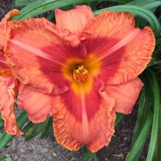 Tropical Fruit Loop - da - Hemerocallis Birgau