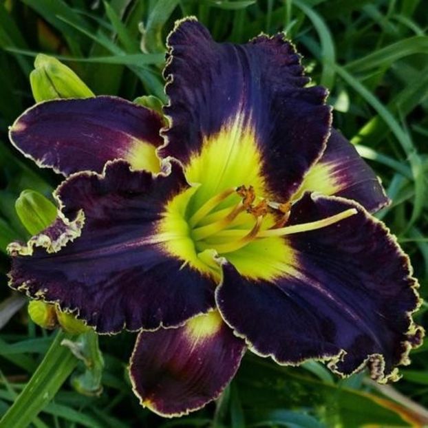 Victorian Garden Star Bright - da - Hemerocallis Birgau