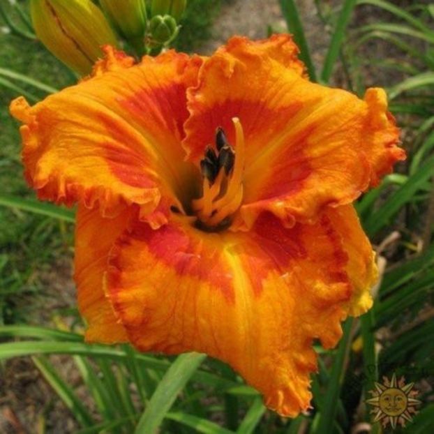 Vitamin C - da - Hemerocallis Birgau