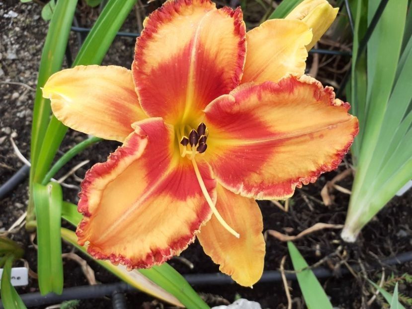 Volcano Queen -da - Hemerocallis Birgau