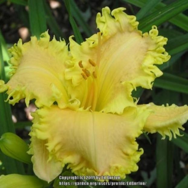 Worthy Of Distinction- da - Hemerocallis Birgau