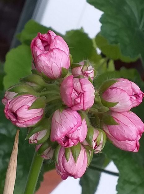 274682377_4830040103744020_409053657659710732_n (1) - Flori 2022