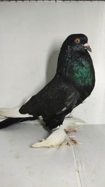 M 2021 - Por tapalagosi