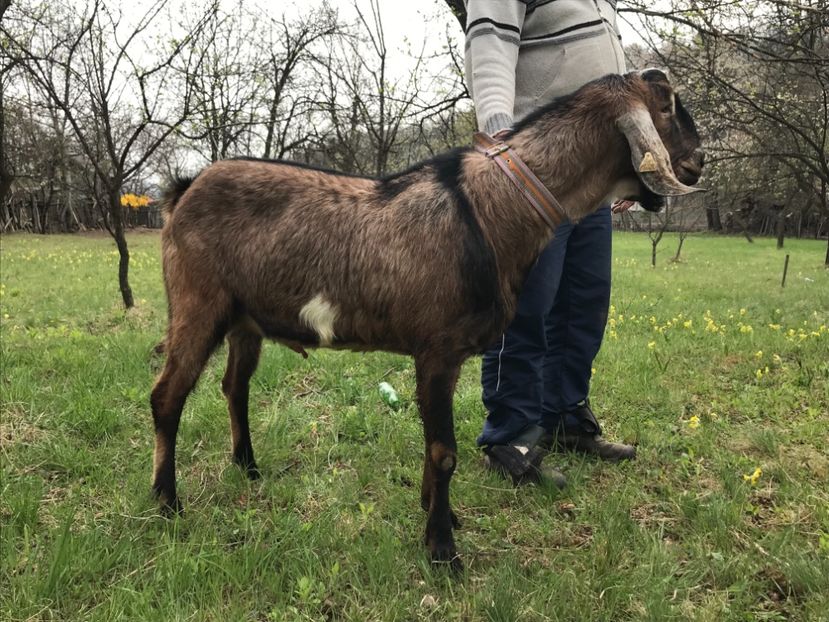 92E982E3-D7EF-4861-80BB-D03A90B22ECF - Capre