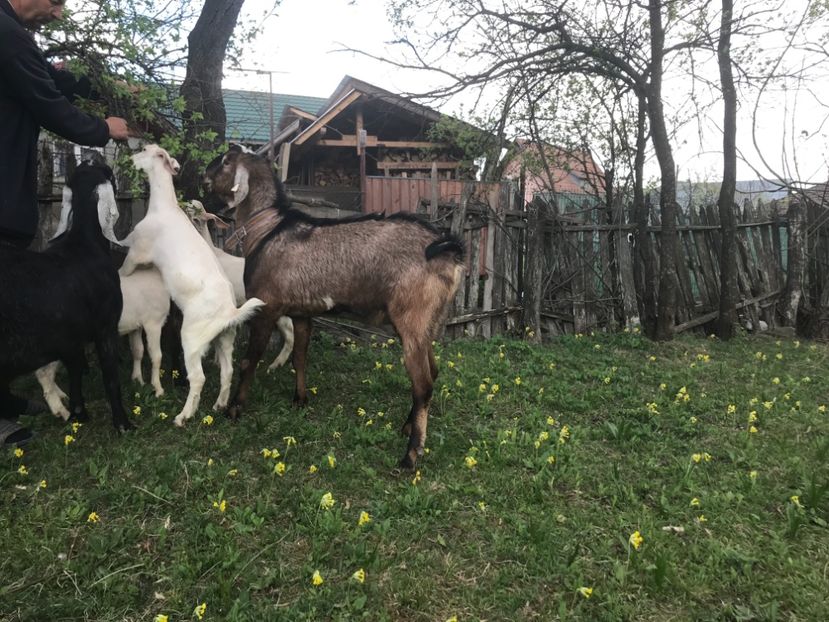 52B9DD60-CF61-4A94-A853-CB030941D518 - Capre