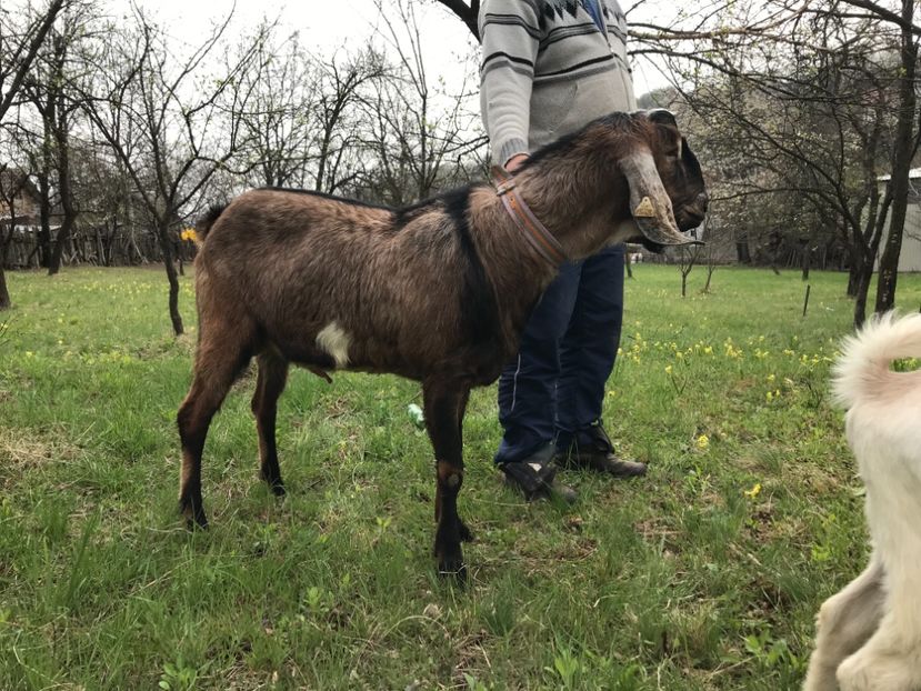 652696DD-3DF8-4BB3-8D9A-2B68799EFDC4 - Capre