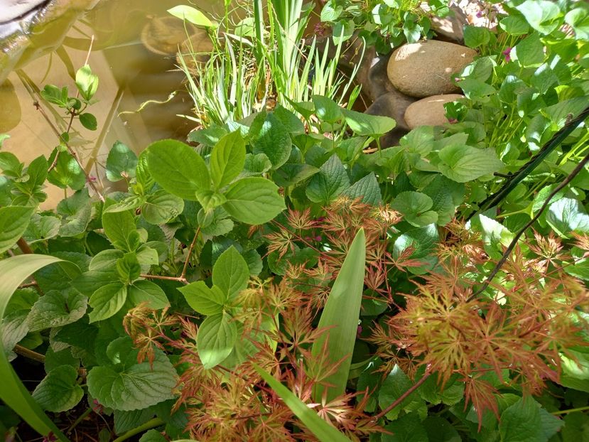 Acer Orangeola - Grădina 2022