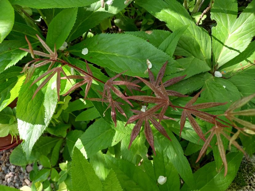 Acer Atropurpureum mic - Grădina 2022