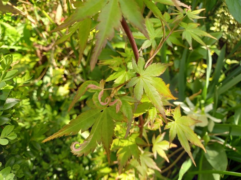 Acer Shirazz - Grădina 2022