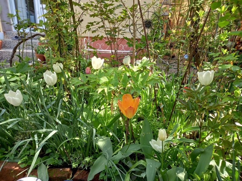 Lalele albe Hakuun - Grădina 2022