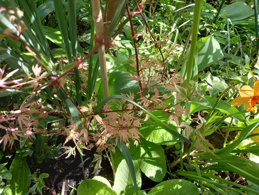 Acer Taylor - Grădina 2022