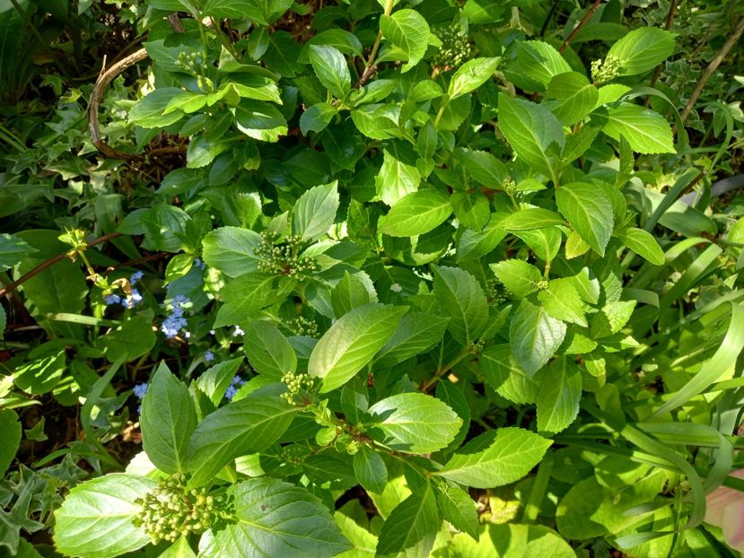 Runaway Bride - Grădina 2022