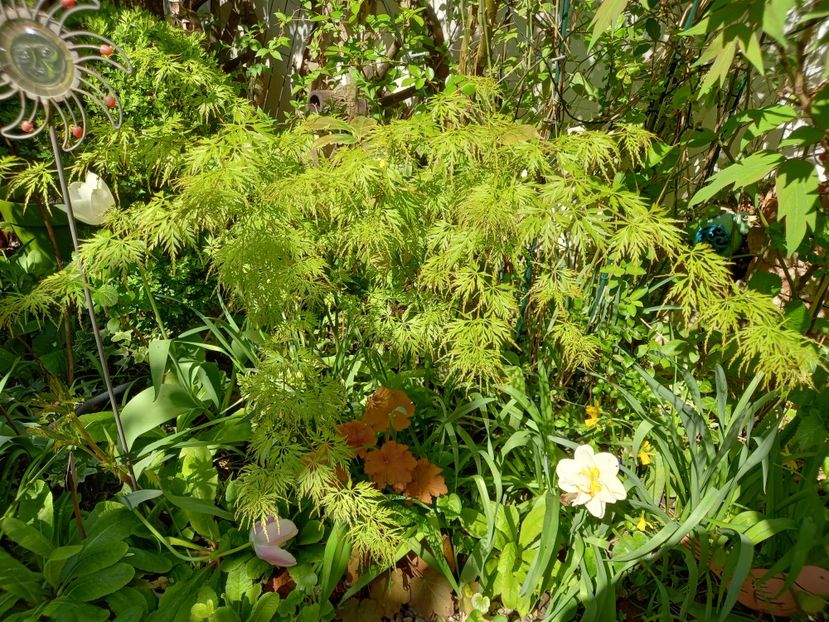 Acer Seiryu - Grădina 2022