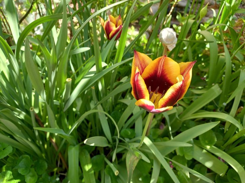 Gavota - Grădina 2022